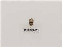 藏品(十星偽瓢螢金花蟲)的圖片